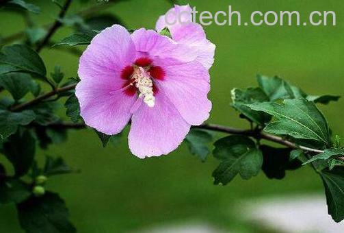 木槿花黄叶子怎么回事 木槿花叶子黄了怎么办-0