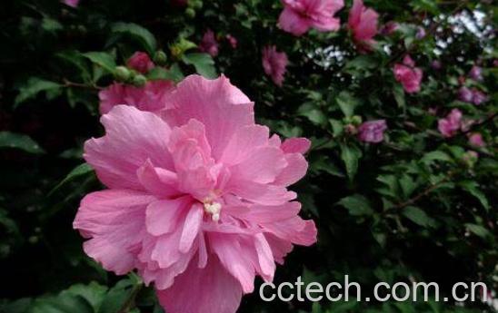 木槿花黄叶子怎么回事 木槿花叶子黄了怎么办-1