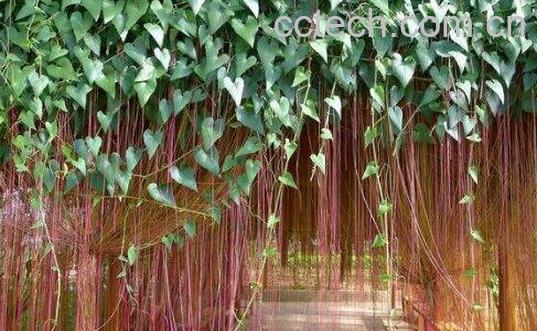 锦屏藤的养殖方法和注意事项-0