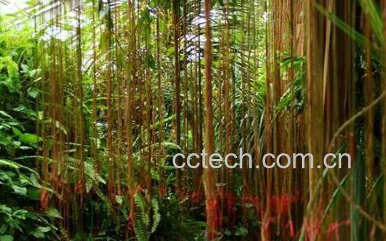 锦屏藤的养殖方法和注意事项-1