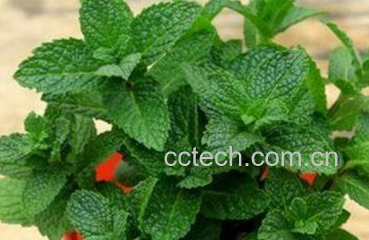 驱蚊草有用吗 驱蚊草的养殖方法-1