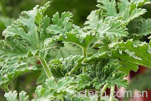 驱蚊草有用吗 驱蚊草的养殖方法-0