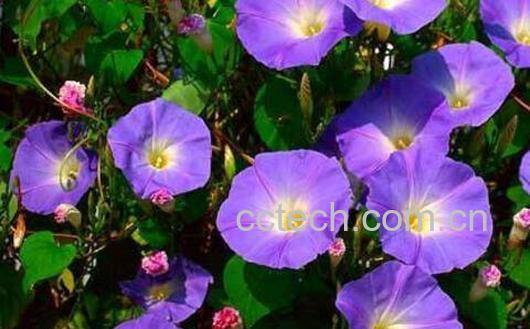 牵牛花的功效与作用-0