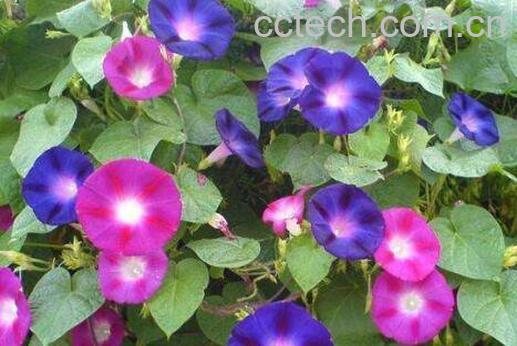 牵牛花的功效与作用-1