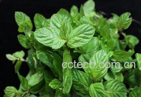 猫薄荷和薄荷的区别-1