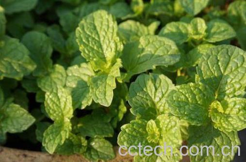 猫薄荷和薄荷的区别-0