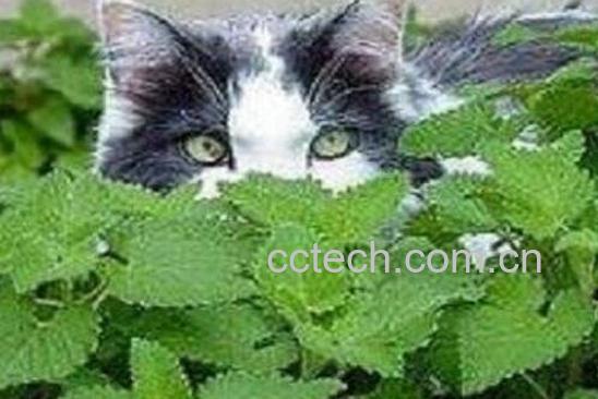 猫薄荷是什么 猫薄荷对猫的好处和危害-0