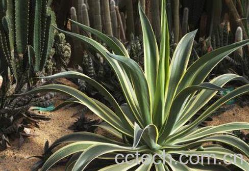 龙舌兰的药用价值与药用功效-0