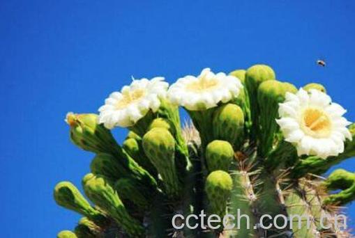 仙人掌花的作用与功效-0