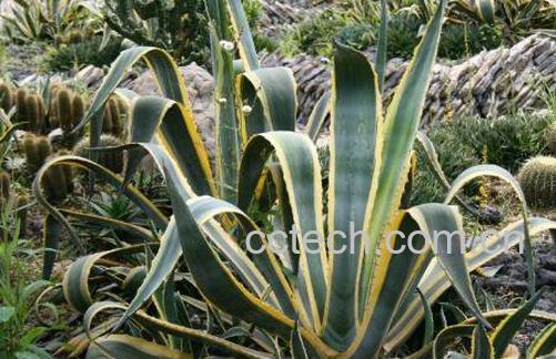 龙舌兰的药用价值与药用功效-1