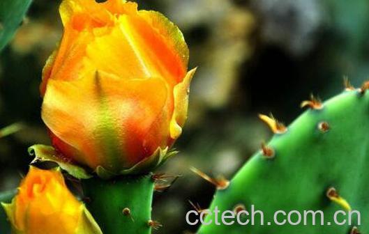 仙人掌花的作用与功效-1