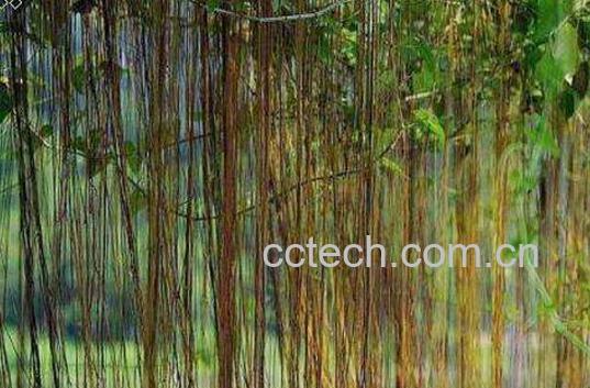 锦屏藤可以在家养吗 锦屏藤怎么繁殖-0