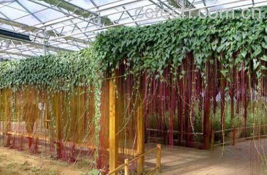 锦屏藤可以在家养吗 锦屏藤怎么繁殖-1