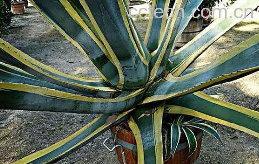 金边龙舌兰的功效与作用及药用价值-0