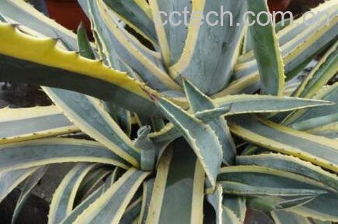 金边龙舌兰的功效与作用及药用价值-1