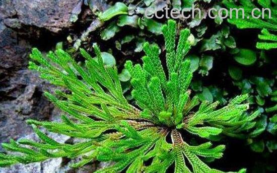 九死还魂草怎么养 还魂草的种植技术-1