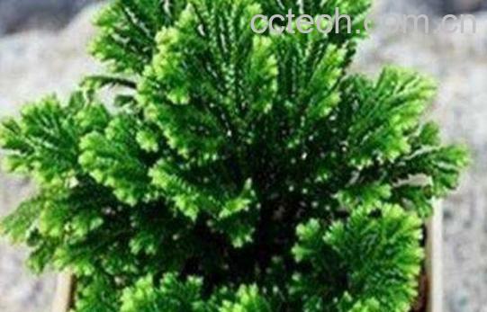 九死还魂草怎么养 还魂草的种植技术-0