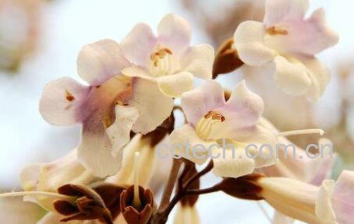 梧桐花的功效与作用及药用价值-0