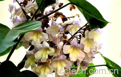 梧桐花的功效与作用及药用价值-1