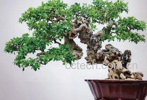十大盆景名贵树种排名-0