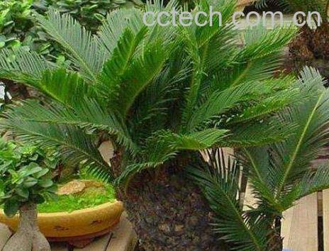 十大盆景名贵树种排名-1