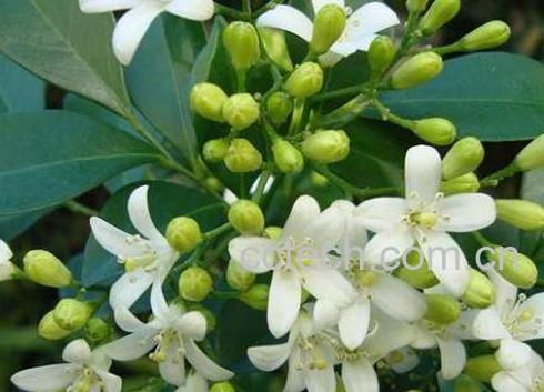 九里香有毒吗 九里香种子种植方法-0