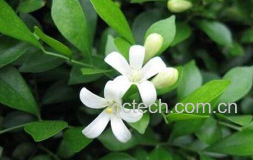 九里香的功效与作用及药用价值-0