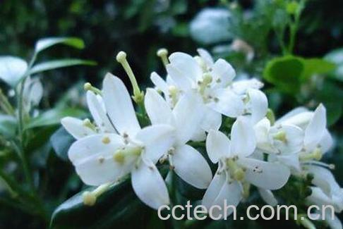 九里香有毒吗 九里香种子种植方法-1