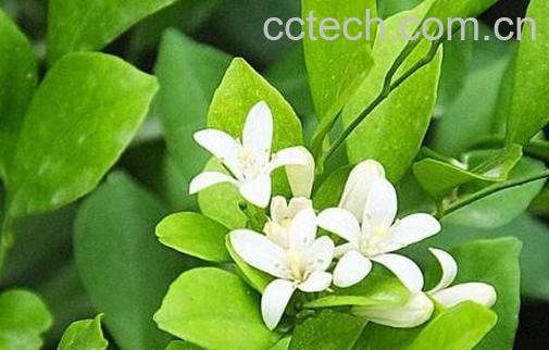 九里香的养殖方法和注意事项-0