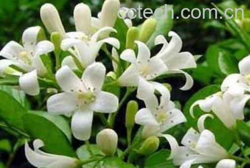 九里香的功效与作用及药用价值-1