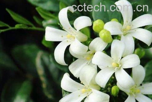 九里香的养殖方法和注意事项-1