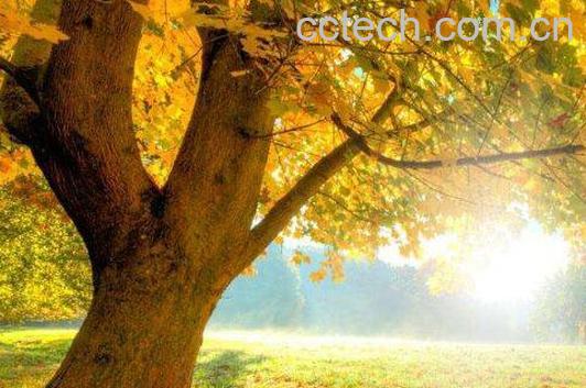 梧桐树的功效与作用-1