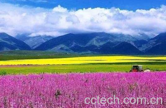 紫油菜花的功效与作用-1