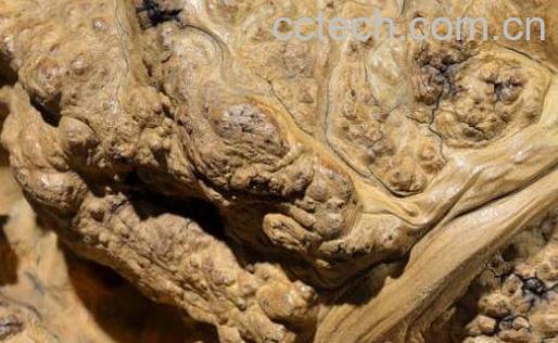 崖柏的功效与作用-0