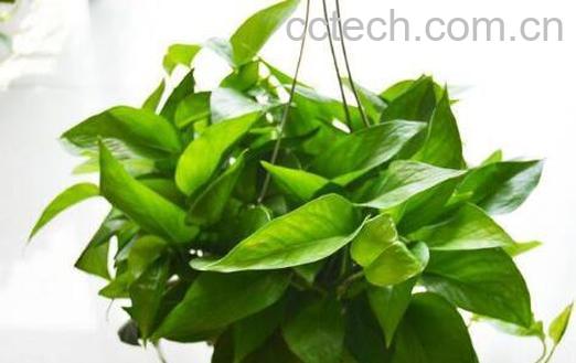 绿萝叶子发黄怎么办 绿萝叶子发黄的解决方法-0