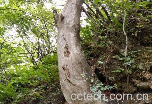 崖柏的功效与作用-1