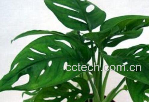 龟背竹叶子发黄怎么办-0