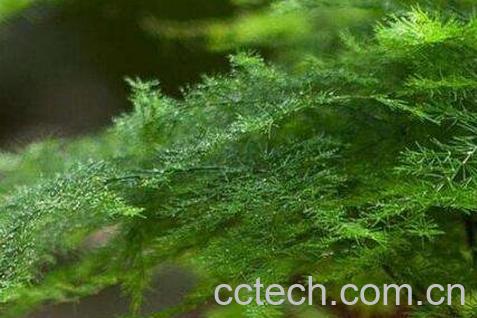 文竹叶子发黄怎么办 文竹叶子发黄的原因-0