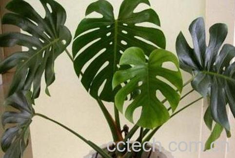 龟背竹叶子发黄怎么办-1