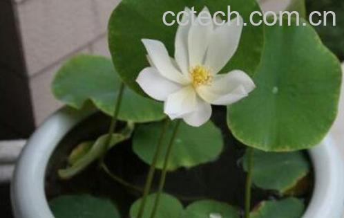 碗莲如何养殖 碗莲的种植方法-0