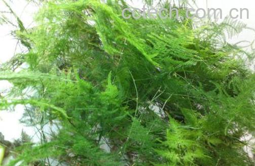 文竹叶子发黄怎么办 文竹叶子发黄的原因-1