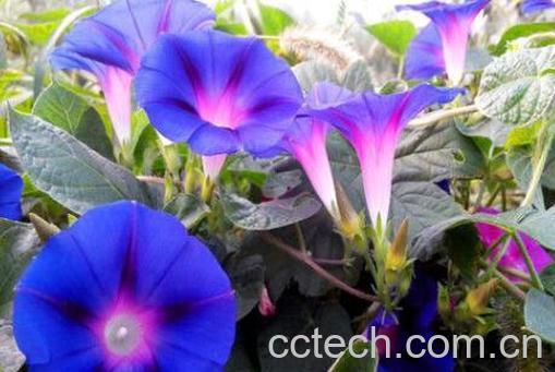 牵牛花籽的药用价值 炒牵牛花籽有什么功效-0