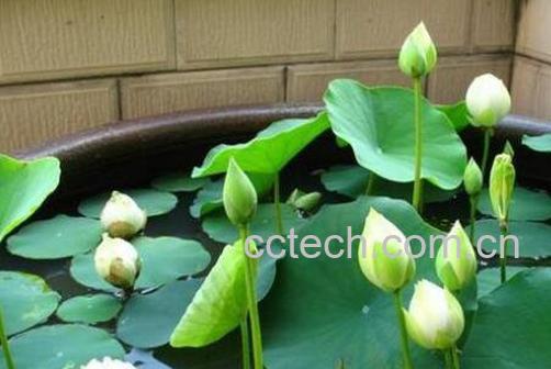 睡莲可以全水养吗 碗莲的水培种植方法-1