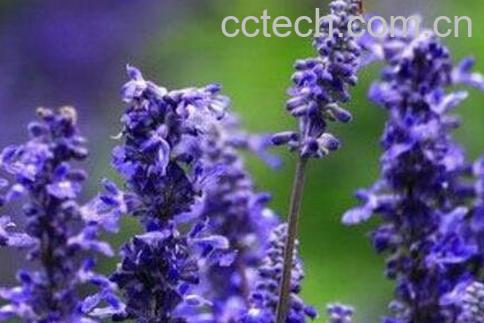  薰衣草的功效与作用及禁忌-0