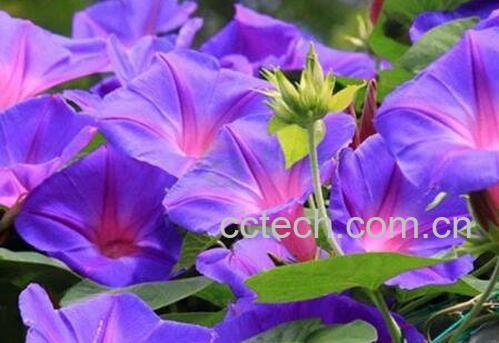 牵牛花籽的药用价值 炒牵牛花籽有什么功效-1