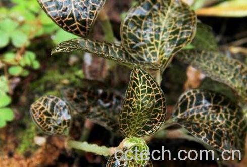 金线莲的功效与作用有哪些-0