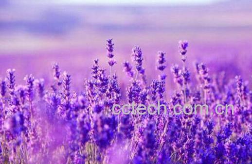 薰衣草怎么种 薰衣草的种植方法技巧-0