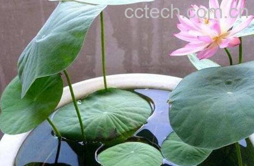 水培睡莲无土方法步骤-0