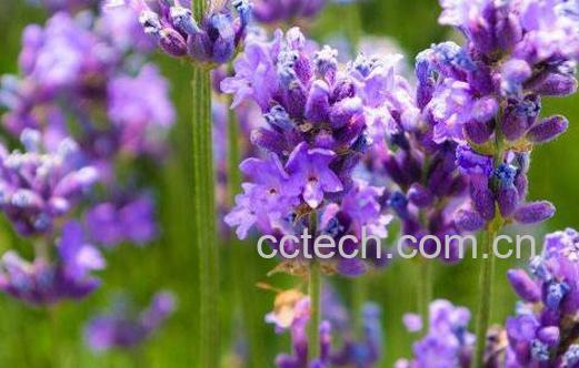 薰衣草怎么种 薰衣草的种植方法技巧-1