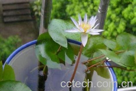 水培睡莲无土方法步骤-1